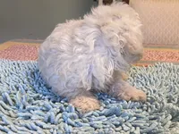 Fluff, a male Poodle - Toy  for sale in Crossville, TN – 5 of 5