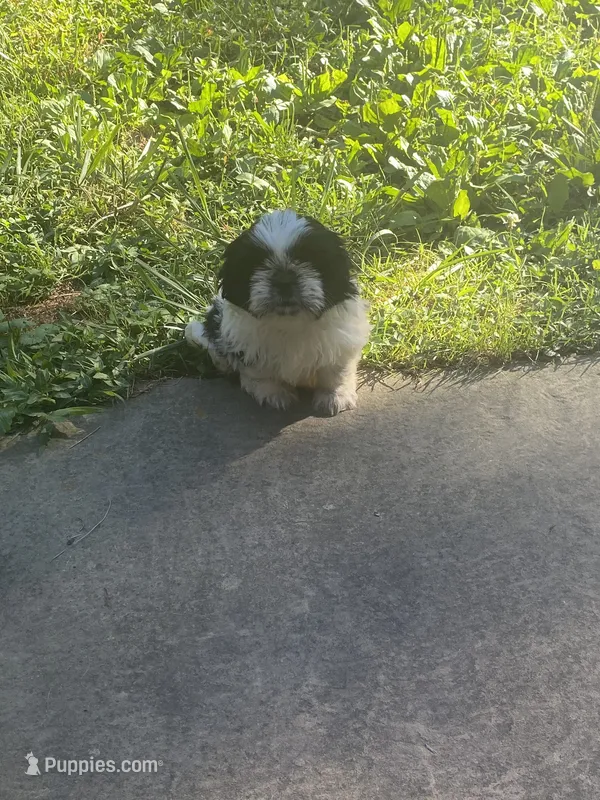 Bella – Shih Tzu puppy for sale in Crossville, TN