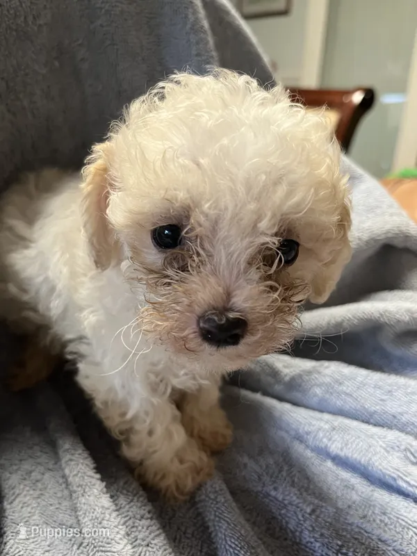 Speck – Maltipoo puppy for sale in Crossville, TN