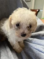 Speck, a male Maltipoo for sale in Crossville, TN – 1 of 7