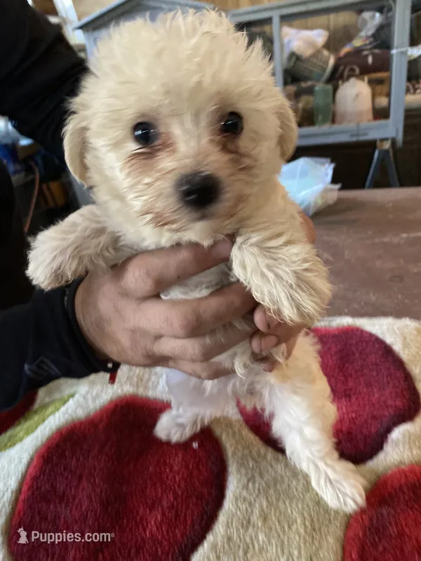 Lucy – Yorkipoo puppy for sale in Crossville, TN