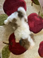 Scrappy, a male Shih Tzu for sale in Crossville, TN – 3 of 3