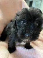 Shadow, a female Maltipoo for sale in Crossville, TN – 3 of 10