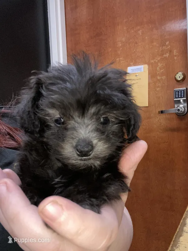 Lyla – Maltipoo puppy for sale in Crossville, TN