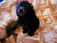 Lyla, a female Maltipoo for sale in Crossville, TN – Photo 2 of 4