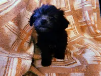 Lyla, a female Maltipoo for sale in Crossville, TN – Photo 4 of 4