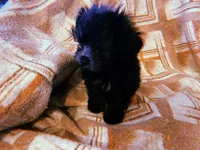 Lyla, a female Maltipoo for sale in Crossville, TN – Photo 3 of 4