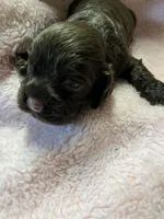 Bonbon, a female Cocker Spaniel for sale in Crossville, TN – 7 of 9