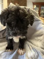 Boo, a male Maltipoo for sale in Crossville, TN – 7 of 8