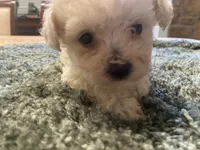 Marshmallow, a female Poodle - Toy  for sale in Crossville, TN – 2 of 5