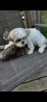 Sammy, a male Shih Tzu for sale in Crossville, TN – 4 of 5