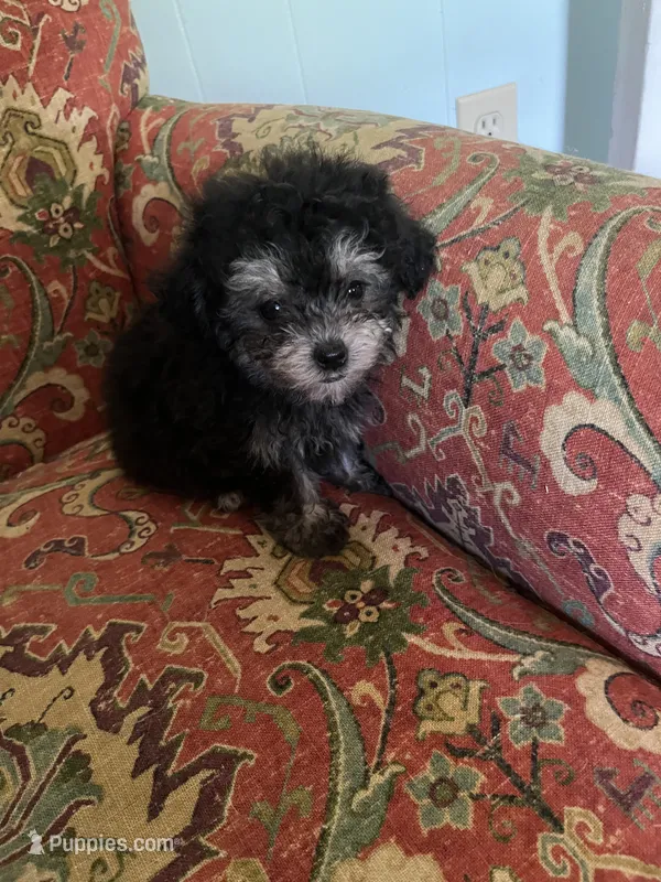 Puff – Poodle - Toy  puppy for sale in Crossville, TN