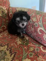Puff, a female Poodle - Toy  for sale in Crossville, TN – 1 of 5