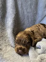 Chip, a male Cocker Spaniel for sale in Crossville, TN – 2 of 6