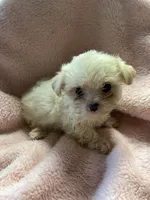 Teeny, a female Maltipoo for sale in Crossville, TN – 6 of 6