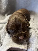 Hershey, a male Cocker Spaniel for sale in Crossville, TN – 3 of 9