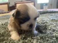 Bentley, a male Shih Tzu for sale in Crossville, TN – 4 of 4