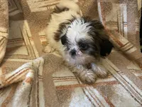 Rufus, a male Shih Tzu for sale in Crossville, TN – 2 of 5