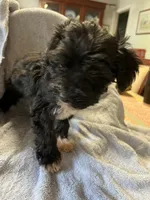 Boo, a male Maltipoo for sale in Crossville, TN – 4 of 8