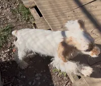 Angel, a female Cocker Spaniel for sale in Crossville, TN – Photo 5 of 10
