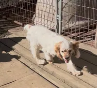 Angel, a female Cocker Spaniel for sale in Crossville, TN – Photo 2 of 10