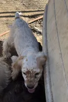 Angel, a female Cocker Spaniel for sale in Crossville, TN – Photo 6 of 10