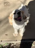 Angel, a female Cocker Spaniel for sale in Crossville, TN – Photo 10 of 10