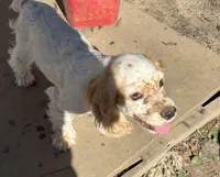 Angel, a female Cocker Spaniel for sale in Crossville, TN – Photo 9 of 10