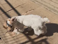 Angel, a female Cocker Spaniel for sale in Crossville, TN – Photo 4 of 10