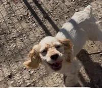 Angel, a female Cocker Spaniel for sale in Crossville, TN – Photo 1 of 10