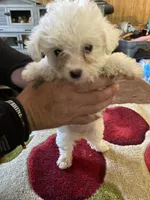 Luna, a female Yorkipoo for sale in Crossville, TN – 1 of 3