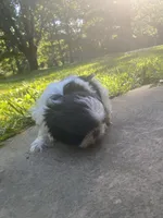Bella, a female Shih Tzu for sale in Crossville, TN – 3 of 8
