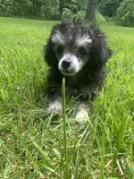 Puff, a female Poodle - Toy  for sale in Crossville, TN – 7 of 8