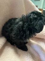 Tiny, a female Maltipoo for sale in Crossville, TN – 2 of 5