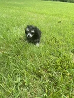 Puff, a female Poodle - Toy  for sale in Crossville, TN – 3 of 8