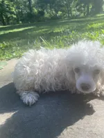 Fluff, a male Poodle - Toy  for sale in Crossville, TN – 4 of 10