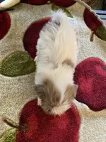 Sammy, a male Shih Tzu for sale in Crossville, TN – 3 of 3