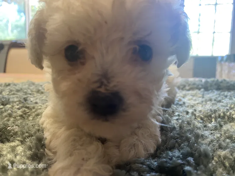 Marshmallow – Poodle - Toy  puppy for sale in Crossville, TN