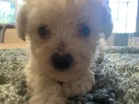 Marshmallow, a female Poodle - Toy  for sale in Crossville, TN – 1 of 5