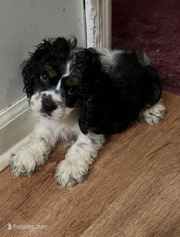 Oreo – Cocker Spaniel puppy for sale in Crossville, TN