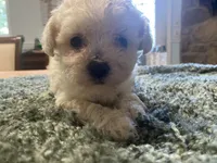 Marshmallow, a female Poodle - Toy  for sale in Crossville, TN – 5 of 5