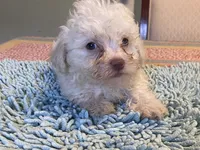 Fluff, a male Poodle - Toy  for sale in Crossville, TN – 1 of 5