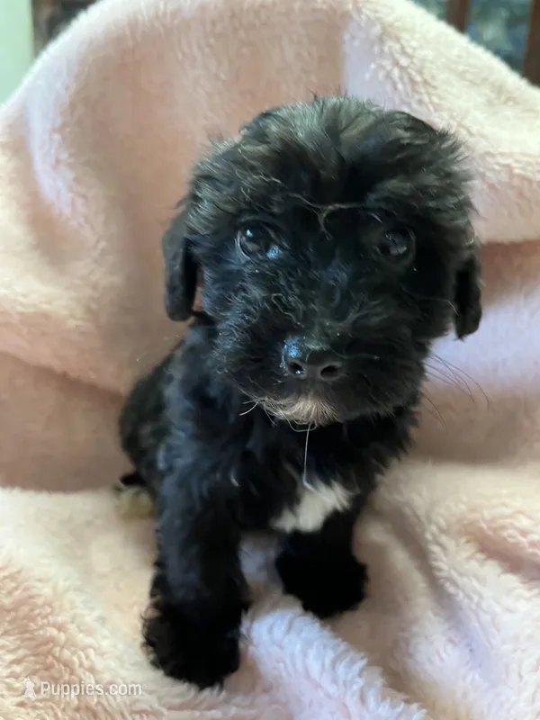Shadow – Maltipoo puppy for sale in Crossville, TN