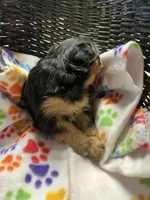 Lollie, a female Yorkshire Terrier for sale in Crossville, TN – Photo 2 of 3
