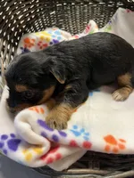 Lollie, a female Yorkshire Terrier for sale in Crossville, TN – Photo 3 of 3