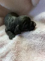 Bonbon, a female Cocker Spaniel for sale in Crossville, TN – 5 of 9
