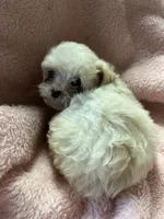 Teeny, a female Maltipoo for sale in Crossville, TN – 4 of 6