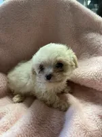 Teeny, a female Maltipoo for sale in Crossville, TN – 2 of 6