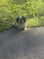 Bella, a female Shih Tzu for sale in Crossville, TN – 5 of 8