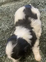 Mia, a female Shih Tzu for sale in Crossville, TN – 6 of 6
